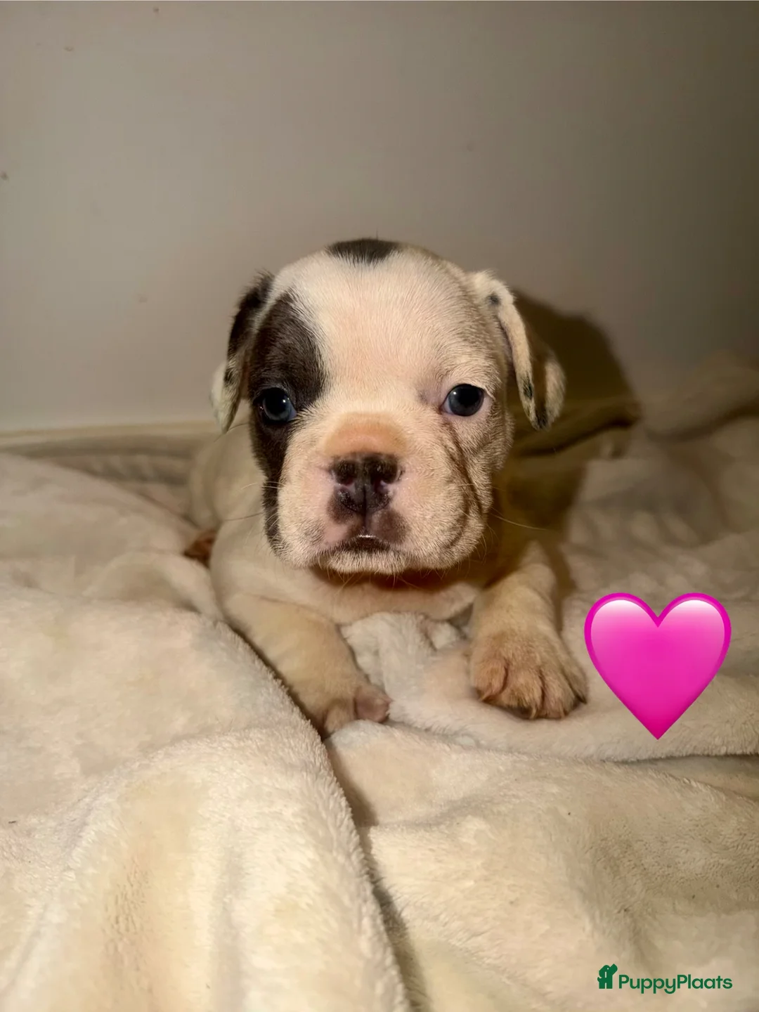 Franse Bulldog honden te koop: Franse Bulldog puppy’s 🩵🩷 - Advertentie 2