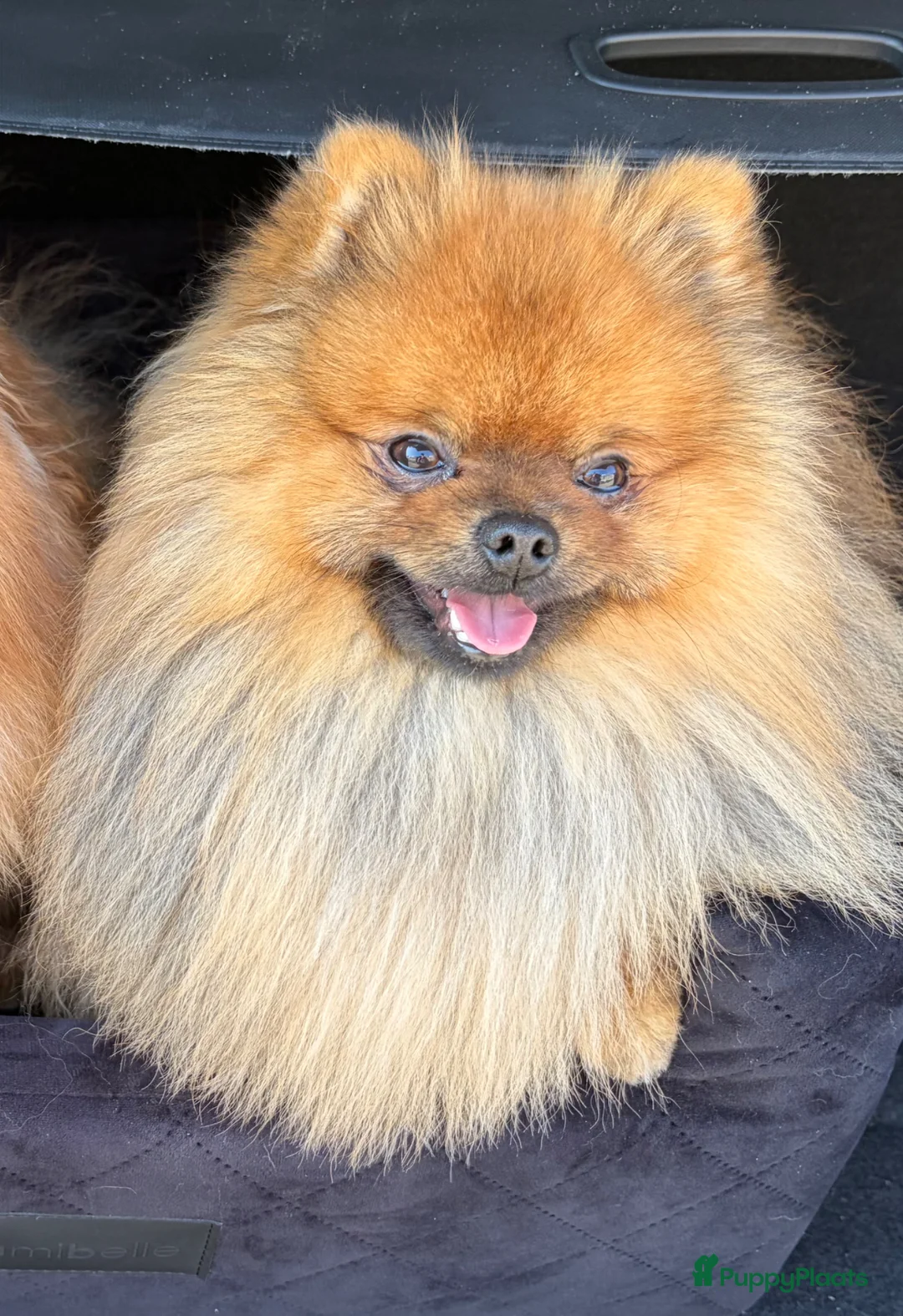 Pomeriaan honden ter dekking: Pomeriaan dekreu - Advertentie 1