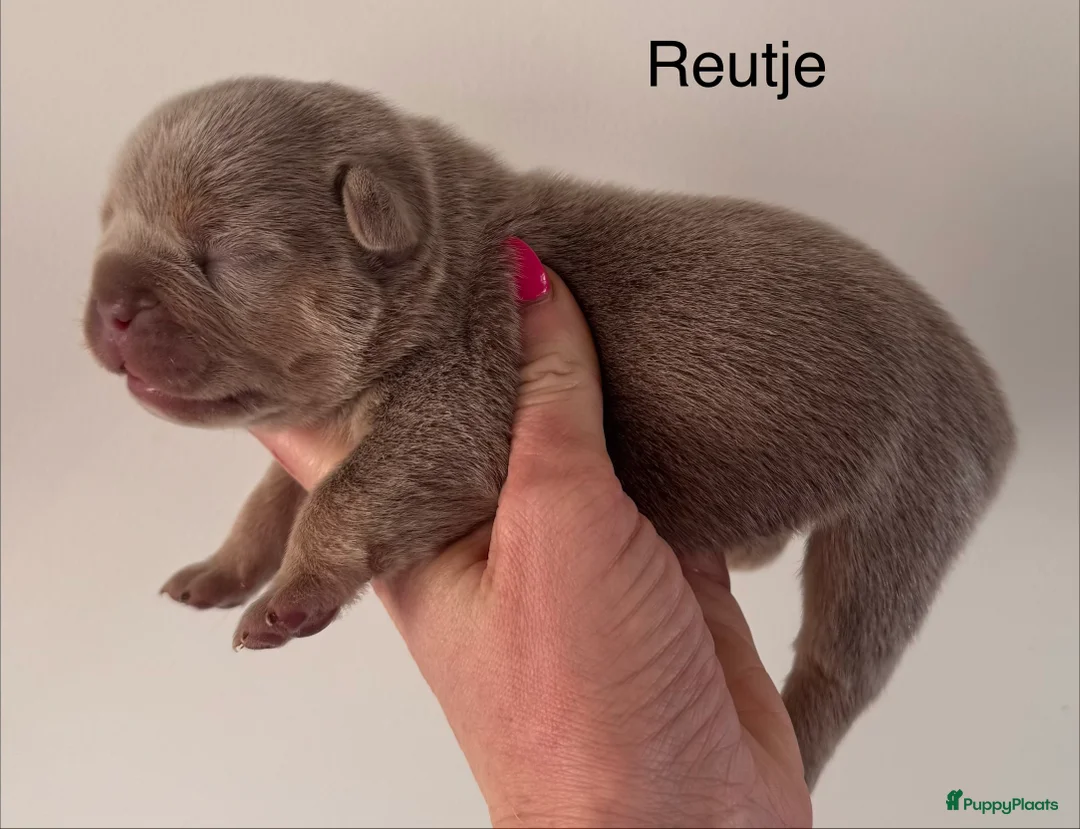 Franse Bulldog honden te koop: Prachtig Isabella cherrytan Franse bulldog pups - Advertentie 2