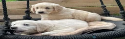 Goldador honden te koop: Golden retriever pups in Swifterbant - Advertentie 6