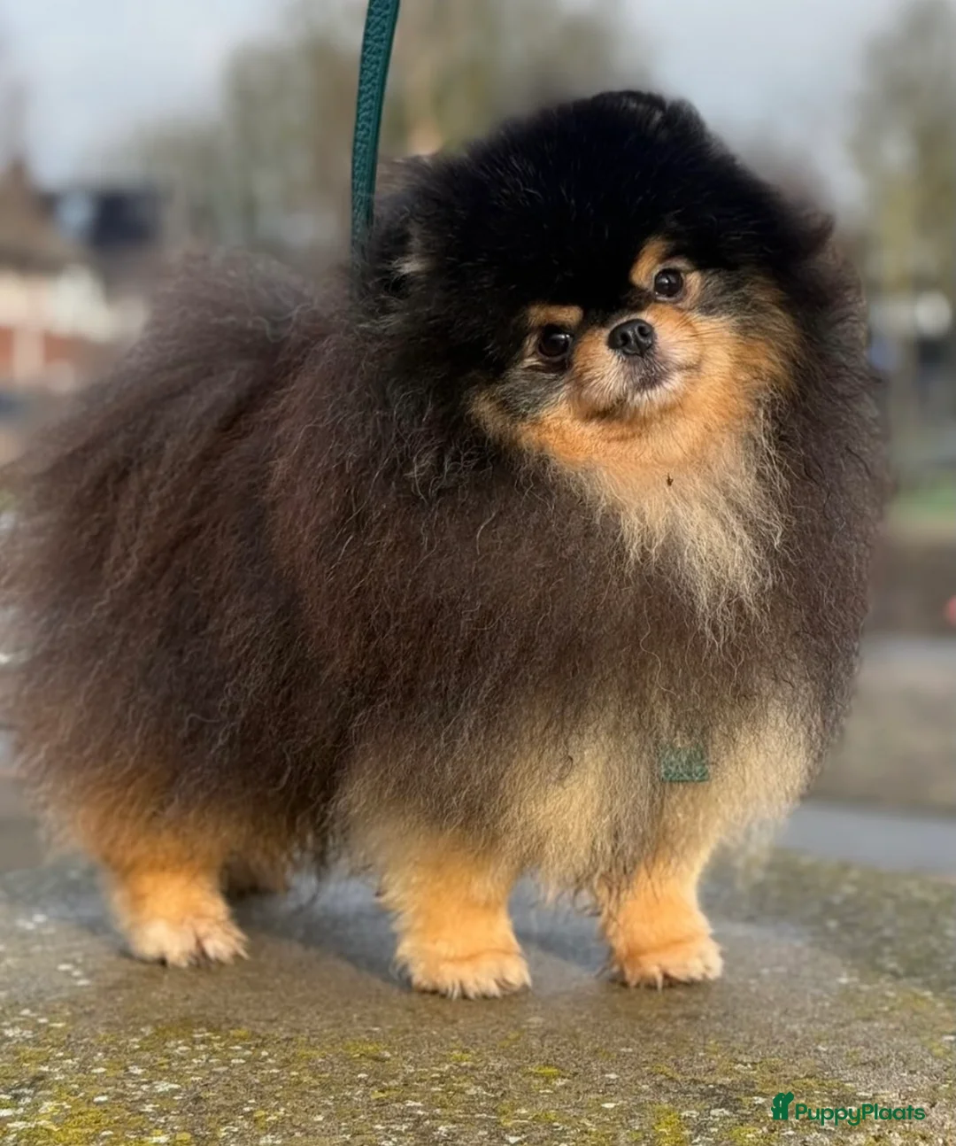 Pomeriaan honden te koop: 100% pomeriaan, 4 teefjes uit showlijn. - Advertentie 11