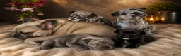 Franse Bulldog honden te koop: Lieve Franse Bulldog pup in Tilburg - Advertentie 1