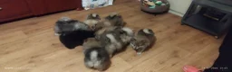 Kruising honden te koop: 4 Prachtige Keeshond/Pomeriaan pups (Oranje-Sabel) in Den Haag - Advertentie 9