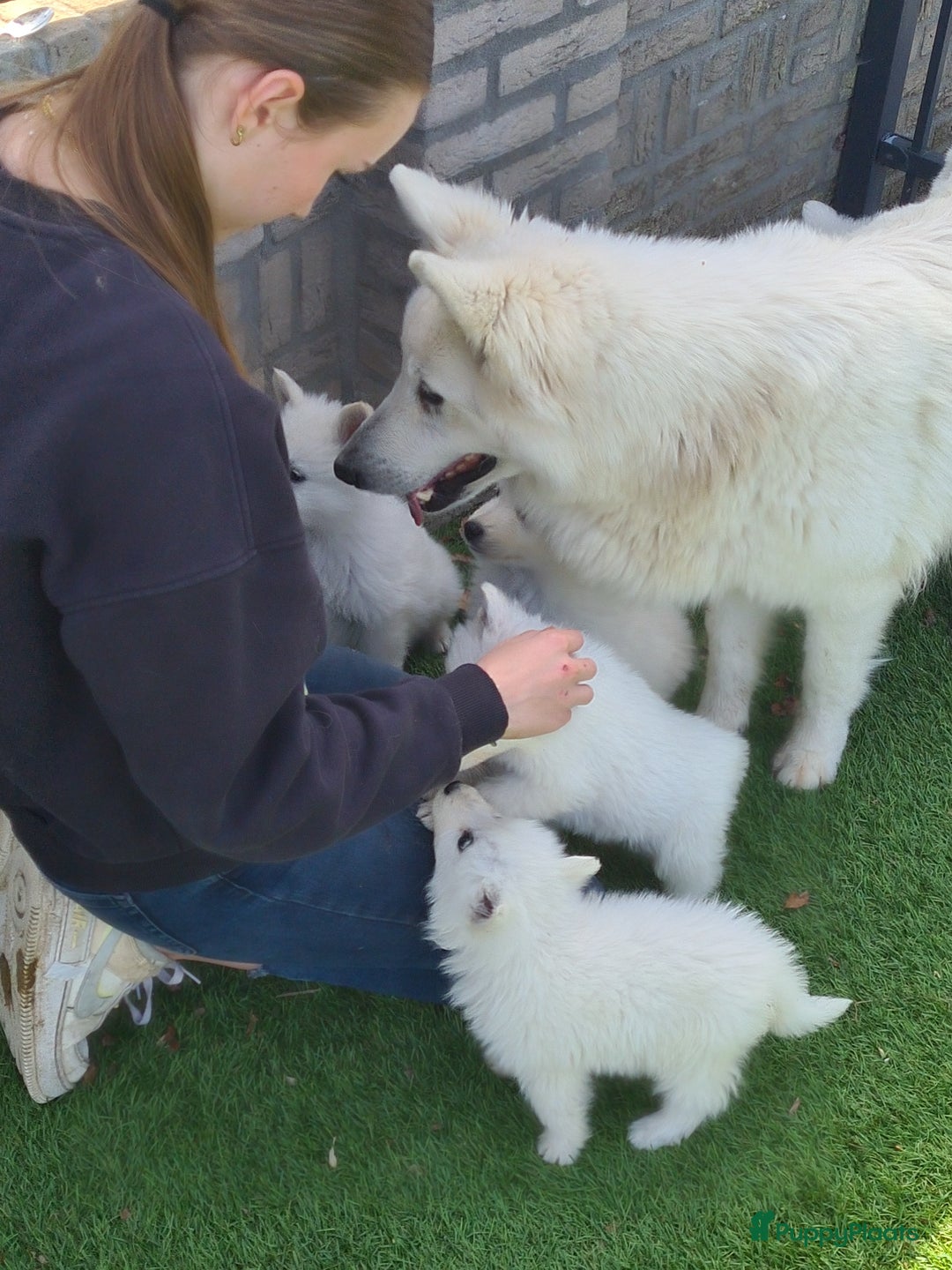 Zwitserse Witte Herdershond honden te koop: super mooie goed gesocialiseerd witte herder pups  - Afbeelding 13