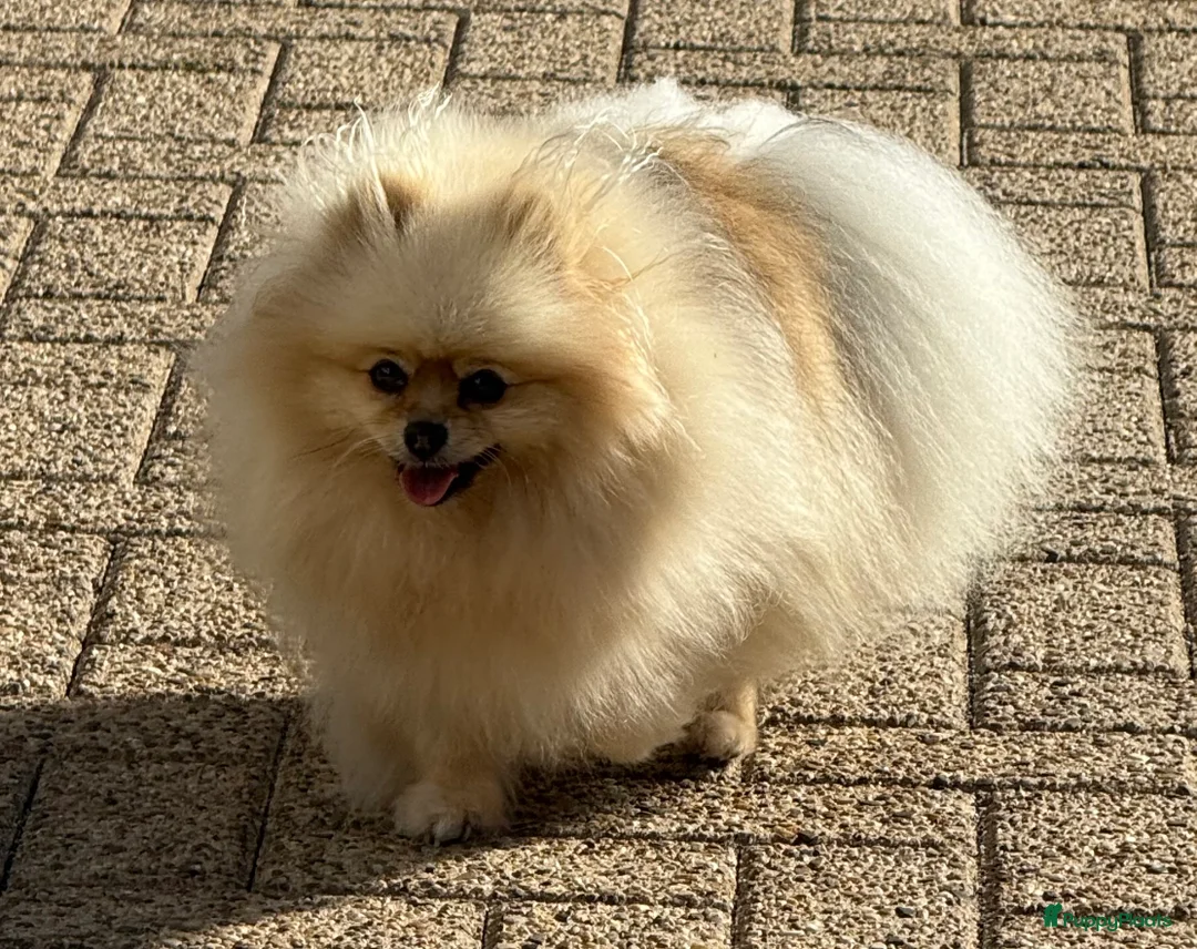 Pomeriaan honden te koop: 100% pomeriaan reutje uit show lijn - Advertentie 6