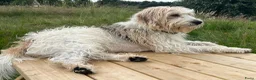 Kruising honden ter dekking: Lieve knuffel reu zoekt lief teefje - Advertentie 3