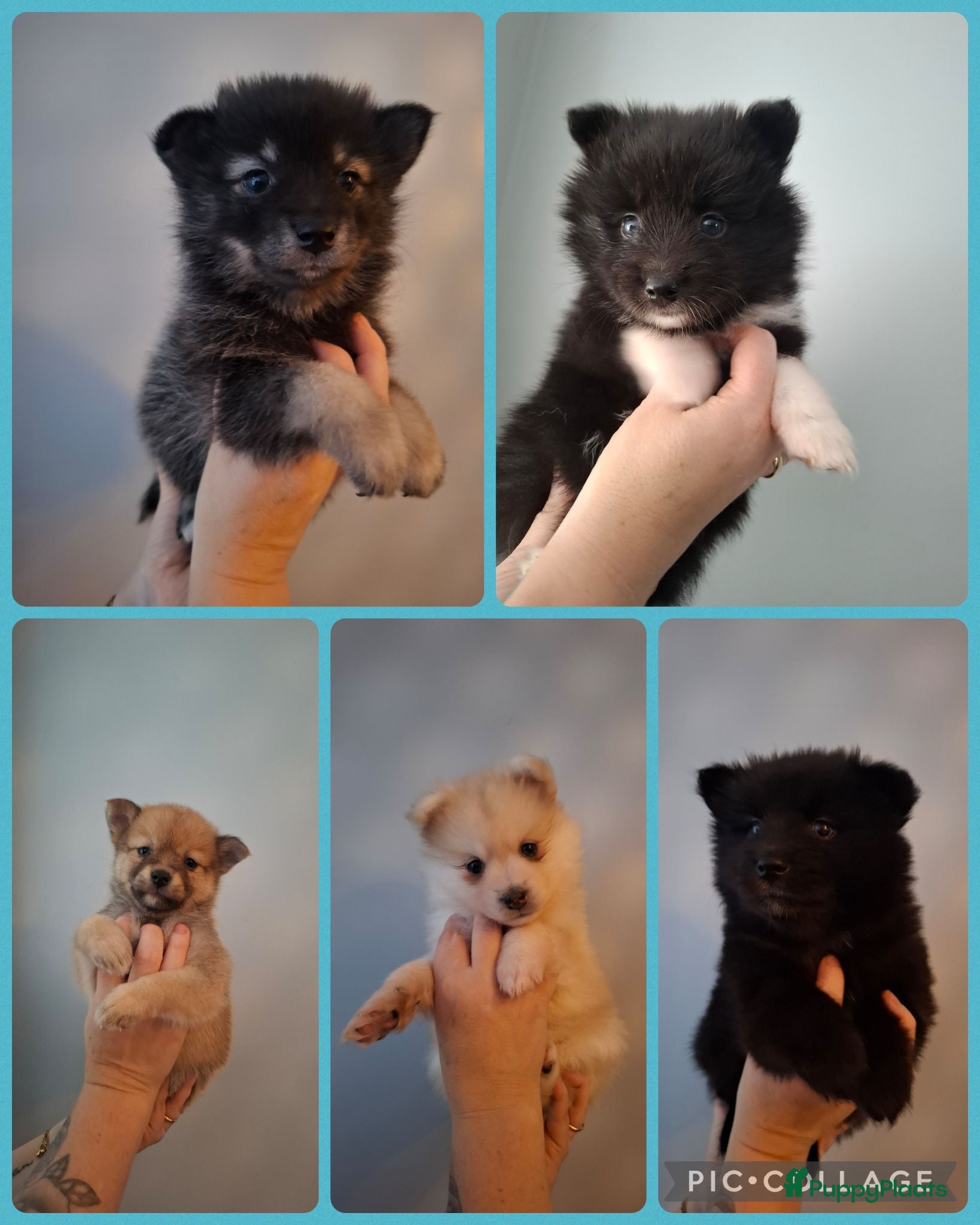 Pomsky honden 5 pomsky pups - Advertentie 2
