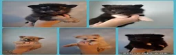 Pomsky honden te koop: 5 pomsky pups - Advertentie 1
