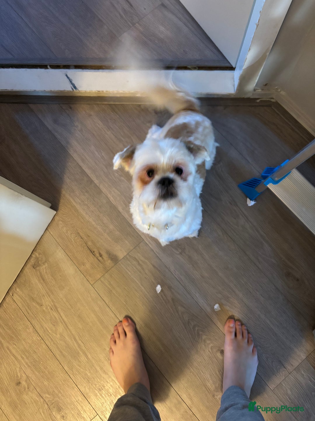 Shih Tzu honden te koop: Shih-tzu 9 maanden oud - Advertentie 3