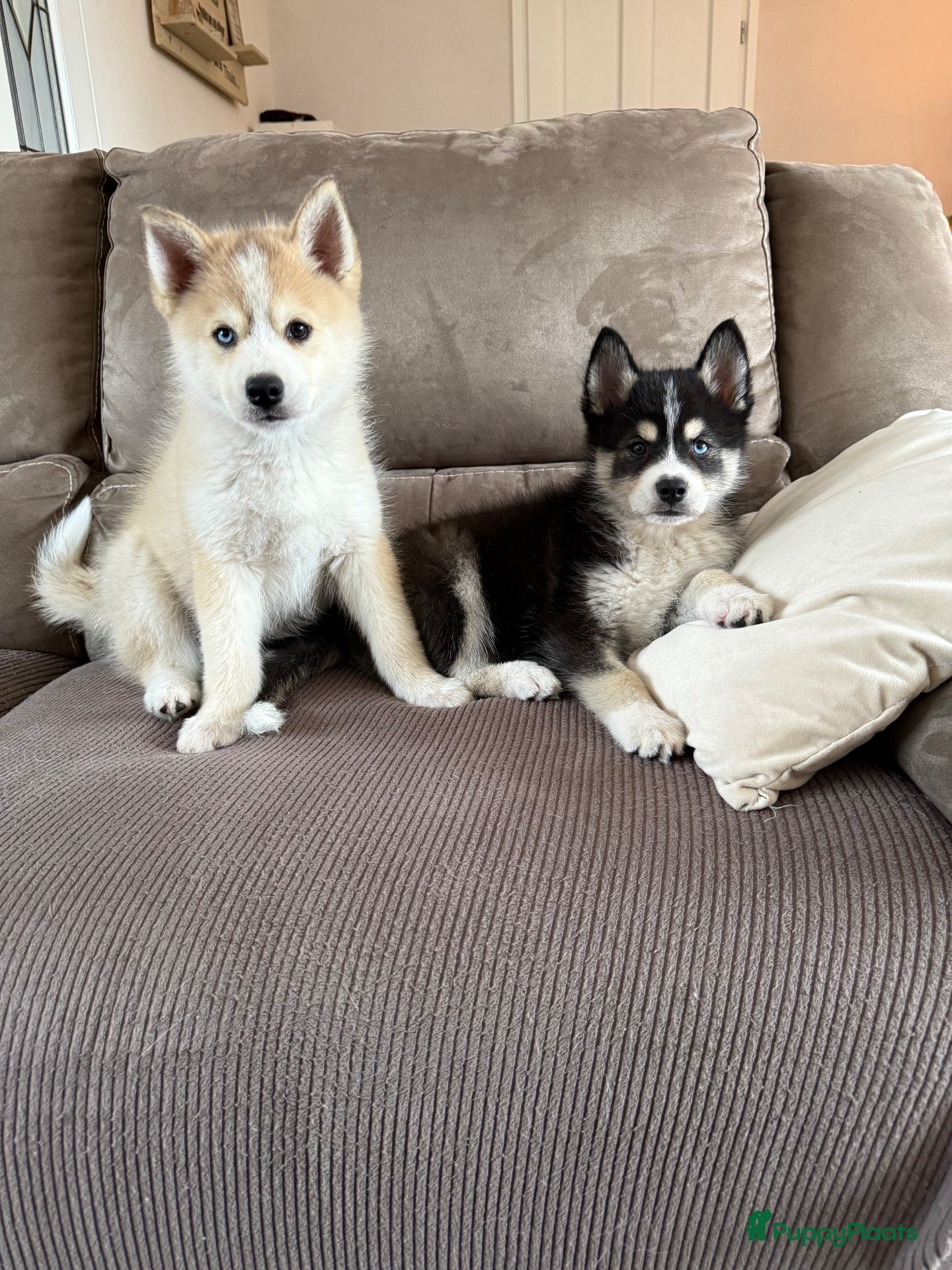 Pomsky honden Lieve Pomsky pups MOGEN VERHUIZEN  - Advertentie 6