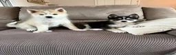 Pomsky honden te koop: Lieve Pomsky pups MOGEN VERHUIZEN  - Advertentie 1