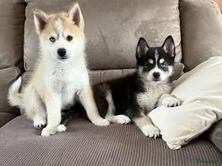 Pomsky honden Lieve Pomsky pups MOGEN VERHUIZEN - Advertentie 6