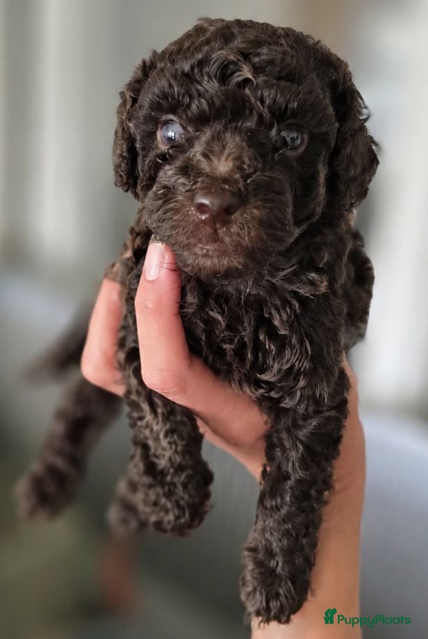 Kruising honden choco en merle poedeltjes - Advertentie 2