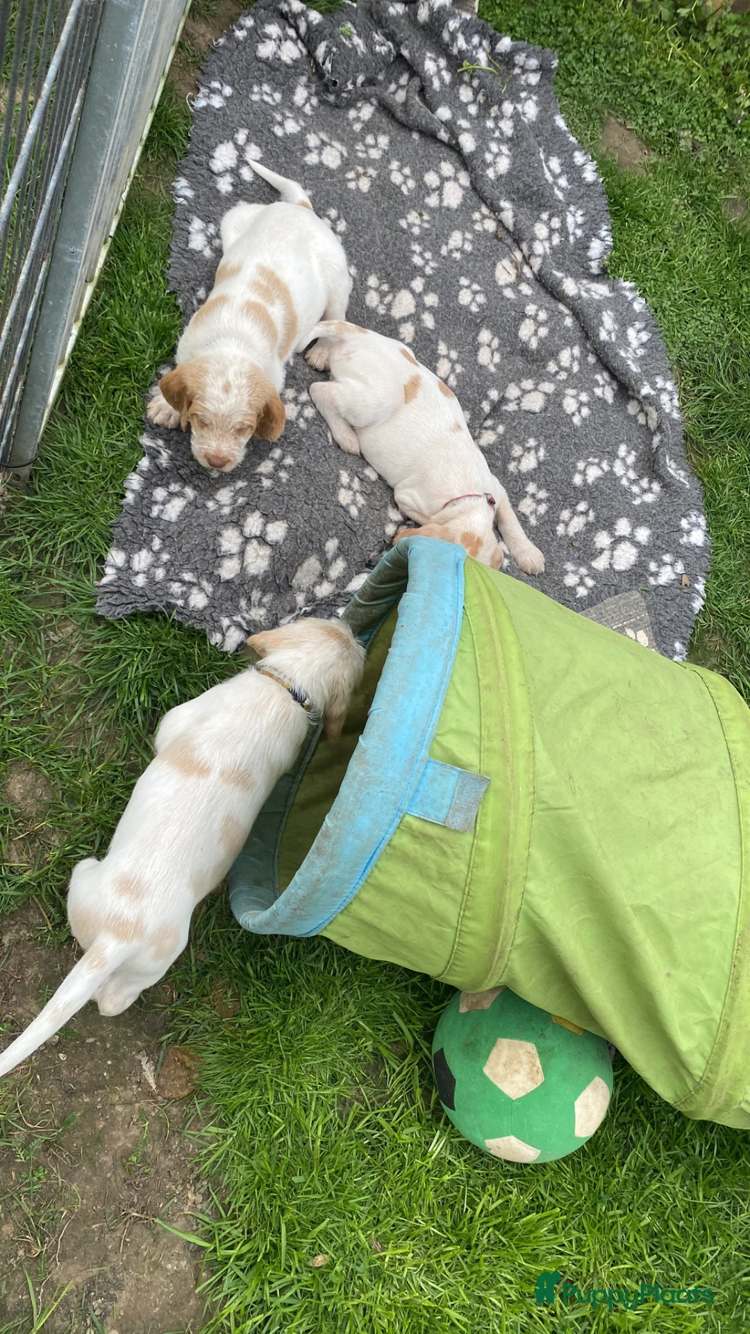 Spinone Italiano honden te koop: Spinone Italiano - Advertentie 7