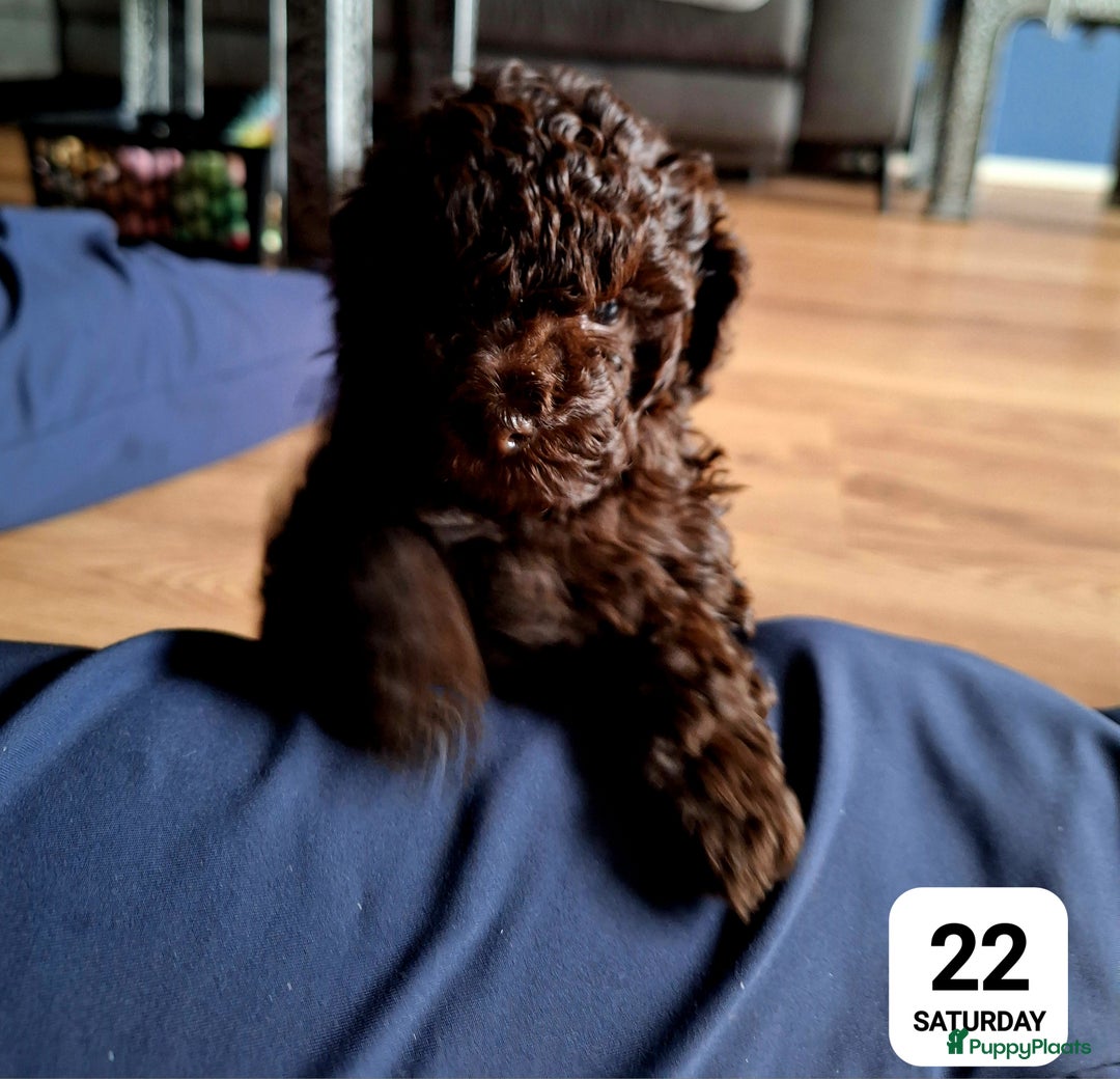 Poedel honden te koop: Choco toypoedel meisjes - Advertentie 5