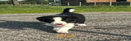 Border Collie honden te koop: Border collie puppy's in Oude Pekela - Advertentie 20