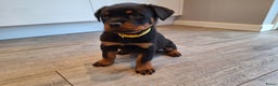 Rottweiler honden te koop: Prachtige Rottweiler pups met STAMBOOM en GARANTIE - Advertentie 4