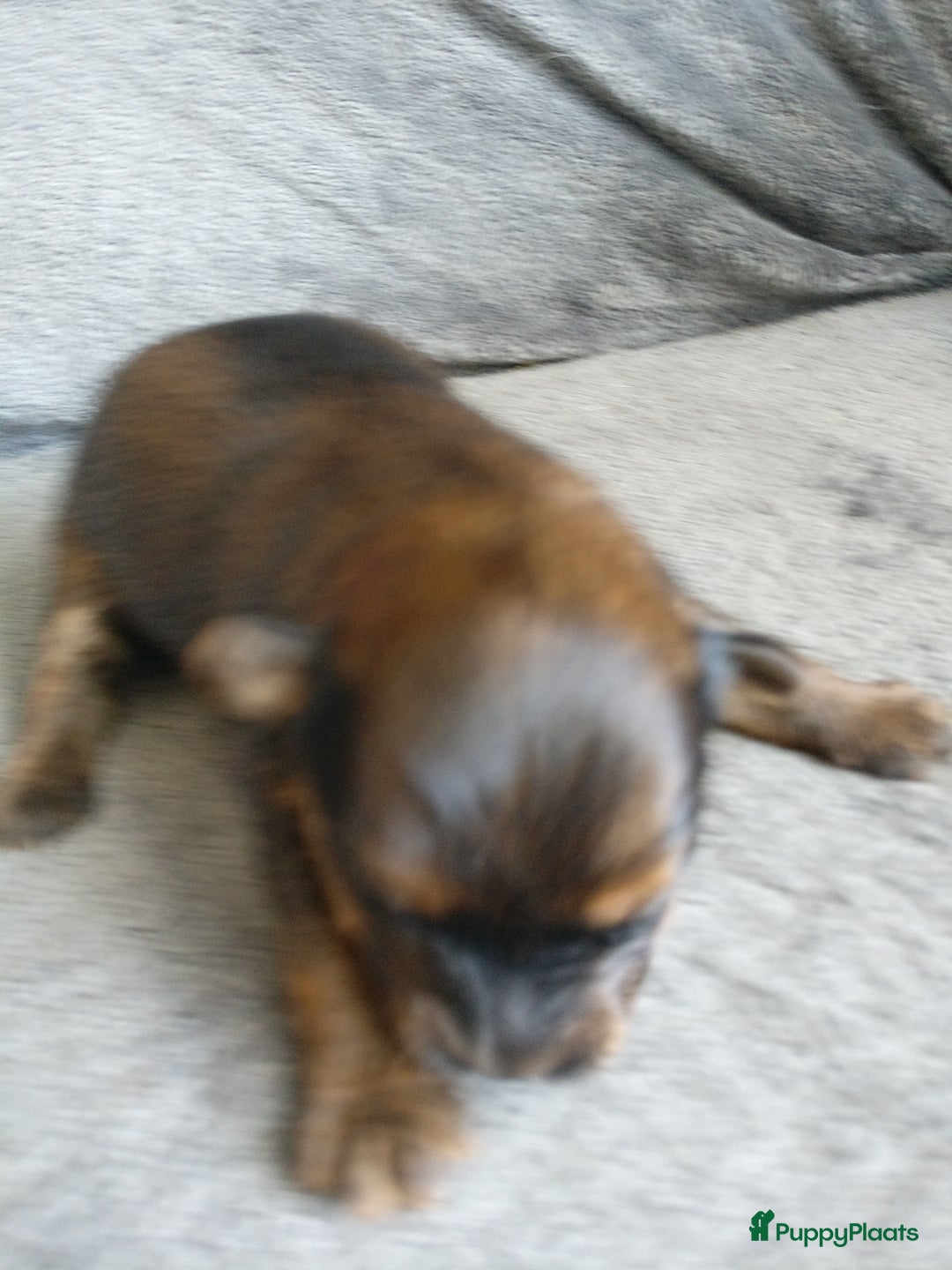 Pomsky honden te koop: Pomeriaan x Yorkshire Terriër  - Afbeelding 2