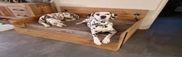 Dalmatiër honden te koop: dalmatiër puppy's zoeken leuk baasje. - Advertentie 12
