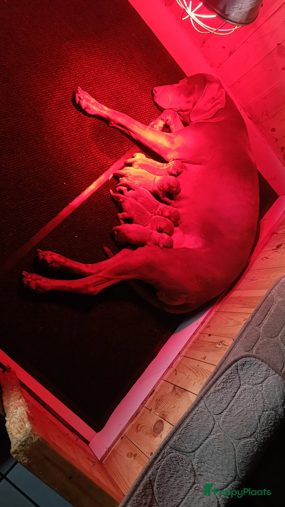 Weimarse Staande Hond korthaar honden te koop: Weimaraner pups  - Advertentie 1