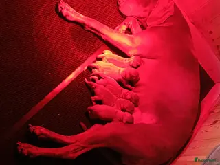 Weimarse Staande Hond korthaar honden Weimaraner pups - Advertentie 1