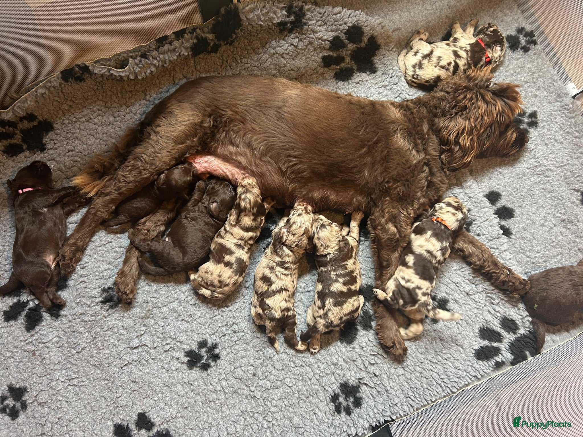 Labradoodle honden Prachtige Labradoodle pups – Choco Merle & Choco  - Advertentie 2