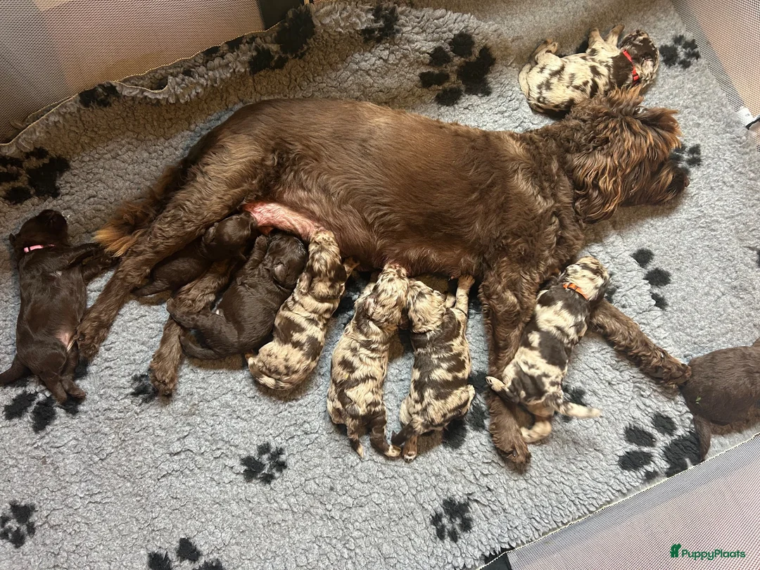 Labradoodle honden te koop: Prachtige Labradoodle pups – Choco Merle & Choco  - Advertentie 2