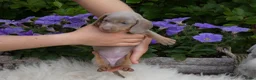 Teckel (korthaar)  honden te koop: Kaninchen x Dwerg teckel pups, kleur Isabel tan! - Advertentie 4