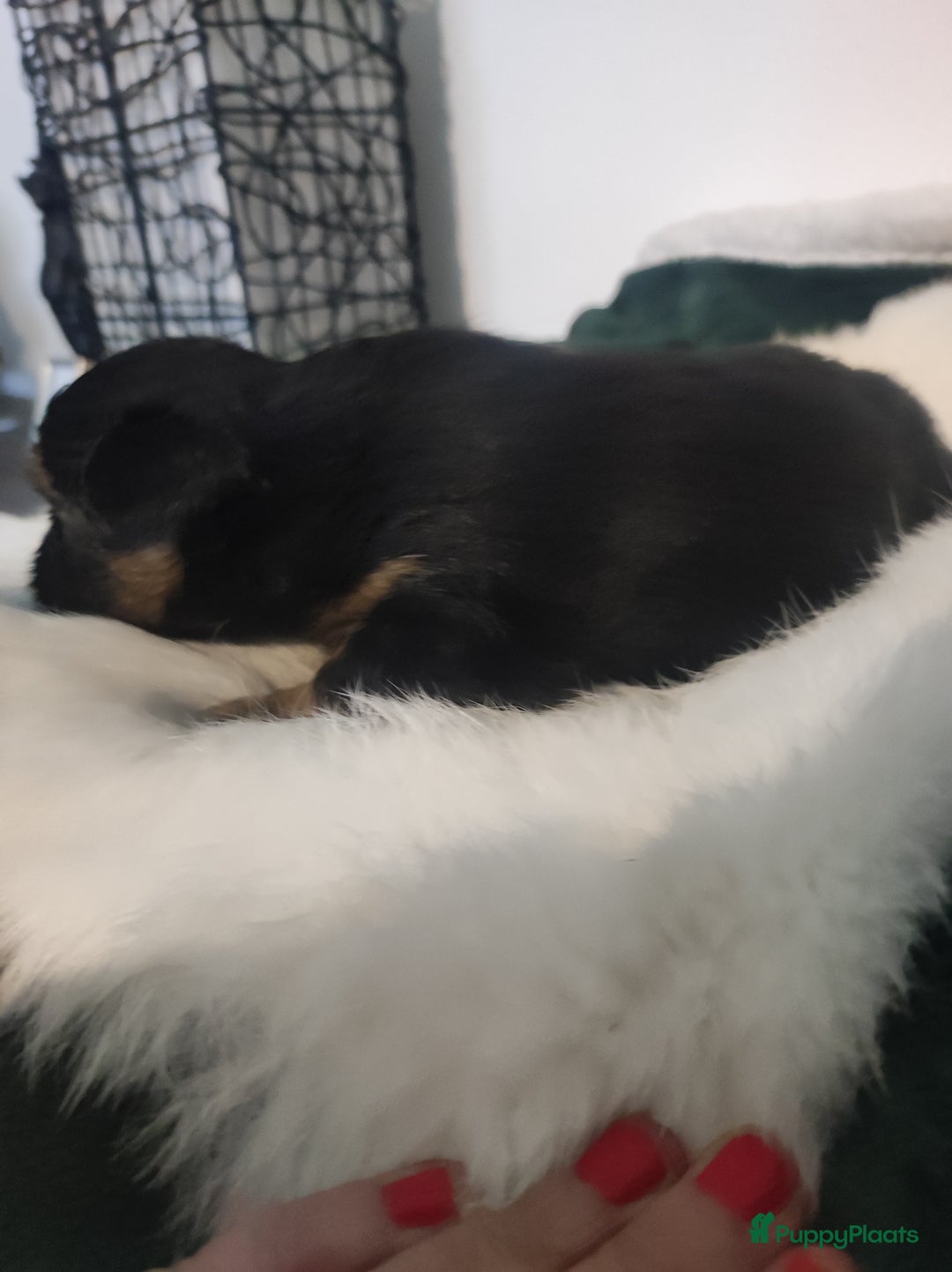 Maltipoo honden te koop: Prachtige pups maltipoo-pomerian in Helmond - Afbeelding 3