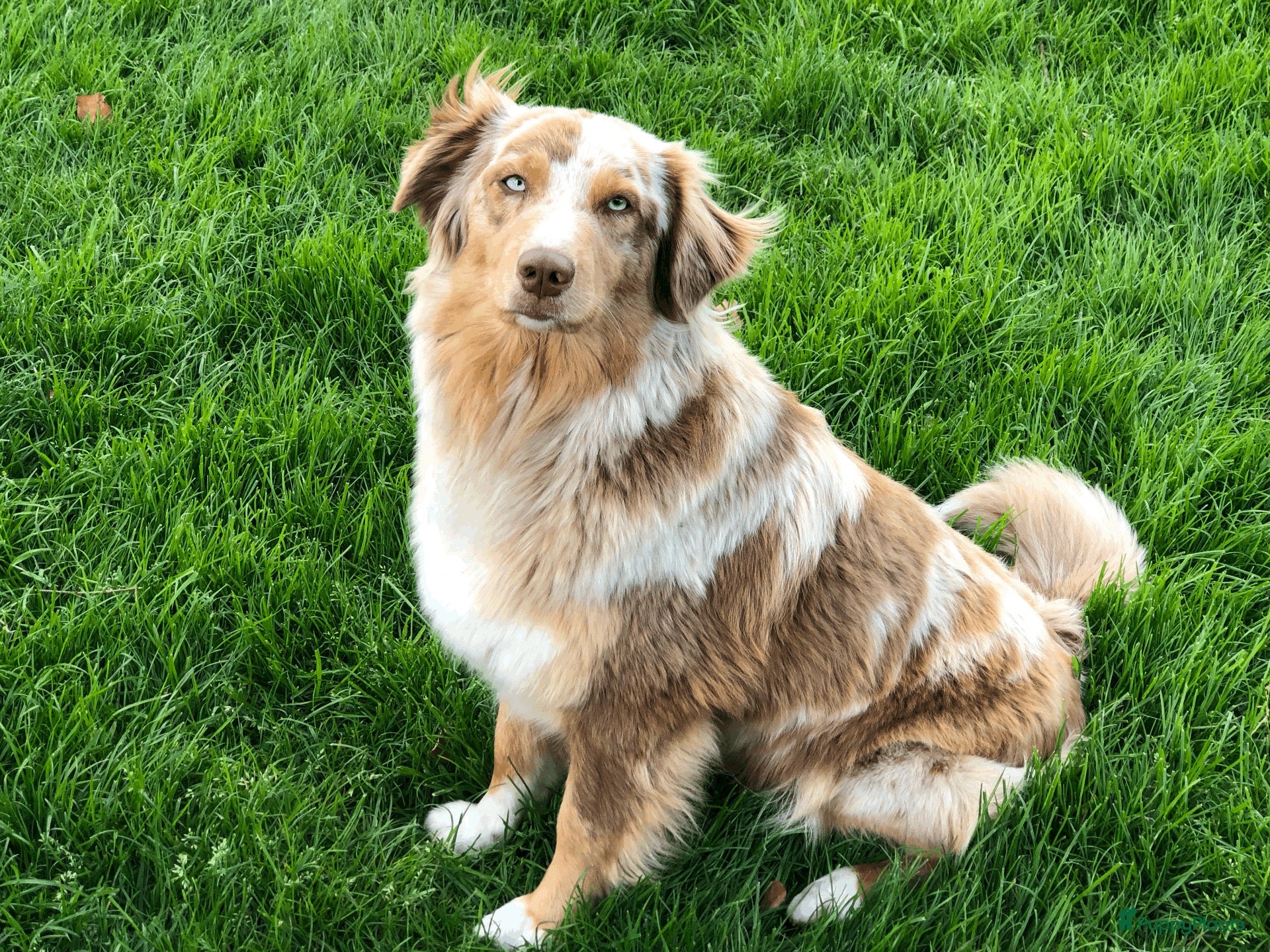 Australian Shepherd honden Preview nestje verwacht rond 10 oktober - Advertentie 1
