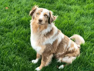 Australian Shepherd honden Preview nestje verwacht rond 10 oktober - Advertentie 12