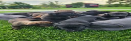 Kruising honden te koop: Hollandse Herder X Labrador pups zoeken baasje! - Advertentie 2