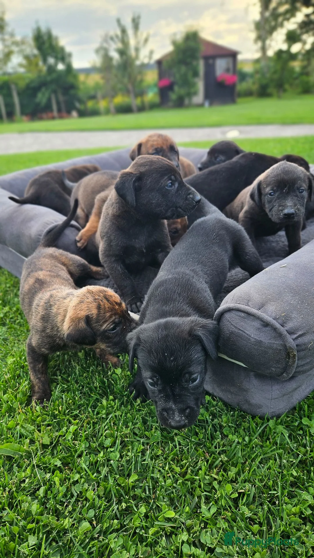 Kruising honden te koop: Hollandse Herder X Labrador pups zoeken baasje! - Advertentie 2