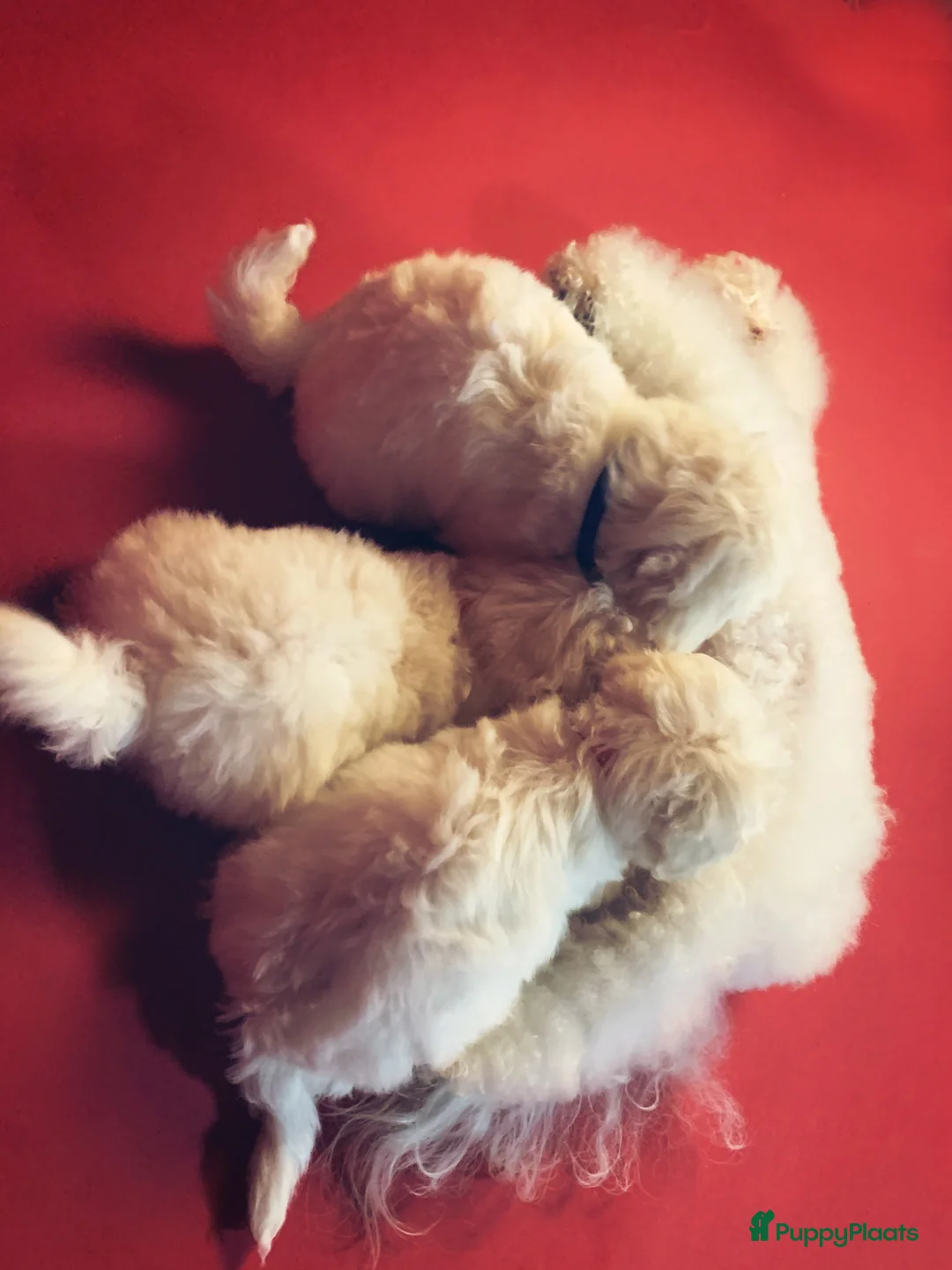 Galerij afbeelding {{count}}