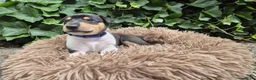 Schotse Herdershond korthaar honden te koop: Schotse herdershond korthaar pups - Advertentie 29