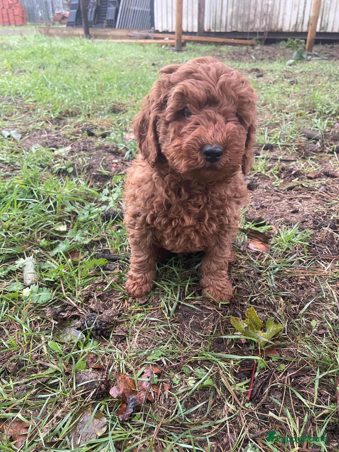 Labradoodle honden te koop: Mooie mini Labradoodle pups - Advertentie 3