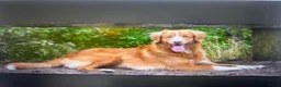 Nova Scotia Duck Tolling Retriever honden te koop: Prachtige Nova scotia duck tolling retriever pups  - Advertentie 6