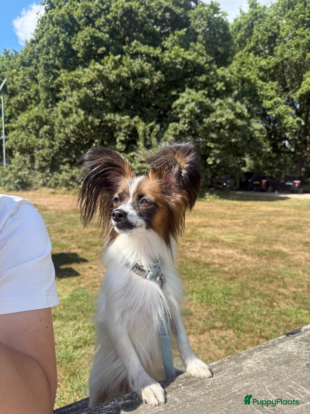 Vlinderhondje honden te koop: Mooie wit/sable Pappilon pup - Advertentie 3