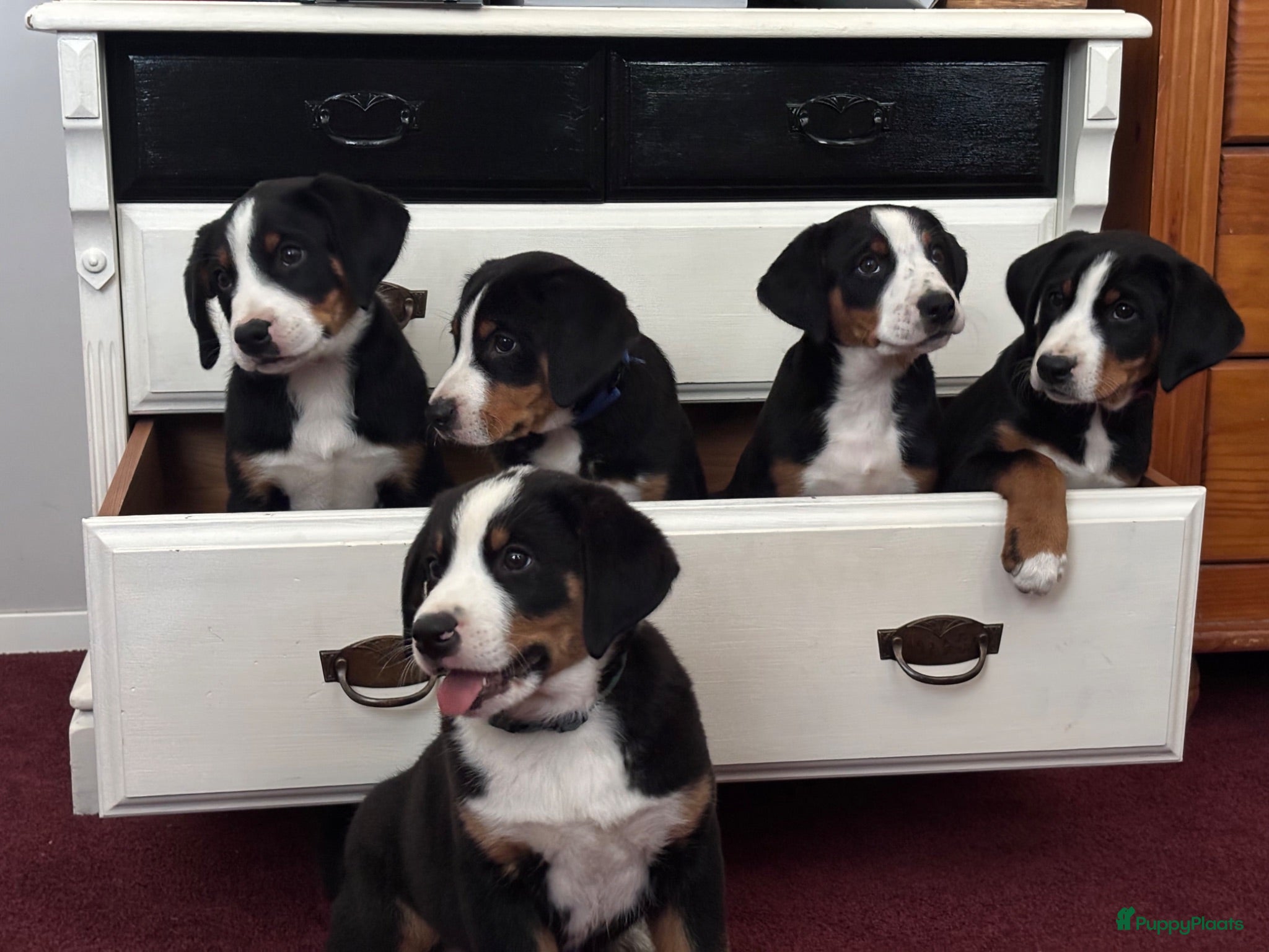 Appenzeller Sennenhond honden Lieve puppy’s  - Advertentie 1