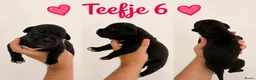 American Staffordshire Terriër honden te koop: Amerikaanse Stafford Pups - Advertentie 8