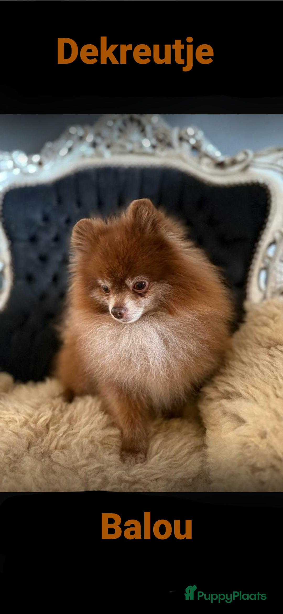 Pomeriaan honden te koop: 4 Prachtige pomeriaan/dwergkees pups. 💙💜 - Advertentie 15