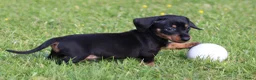 Teckel (korthaar)  honden te koop: Teckel pups - Advertentie 17
