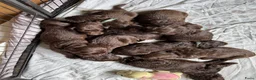 Labradoodle honden te koop: Multigen medium chocolade labradoodle pups - Advertentie 8