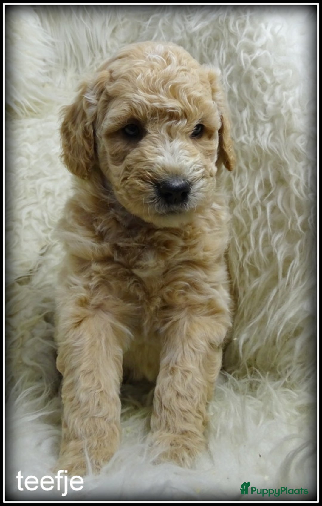 Labradoodle honden te koop: Labradoodle F4 medium pups - Advertentie 6