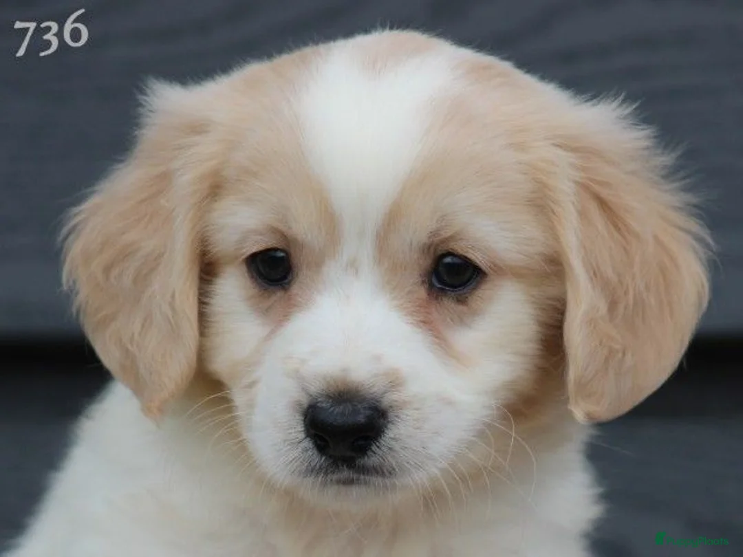 Kruising honden te koop: Kruising Cavalier King Charles Spaniel - Advertentie 2
