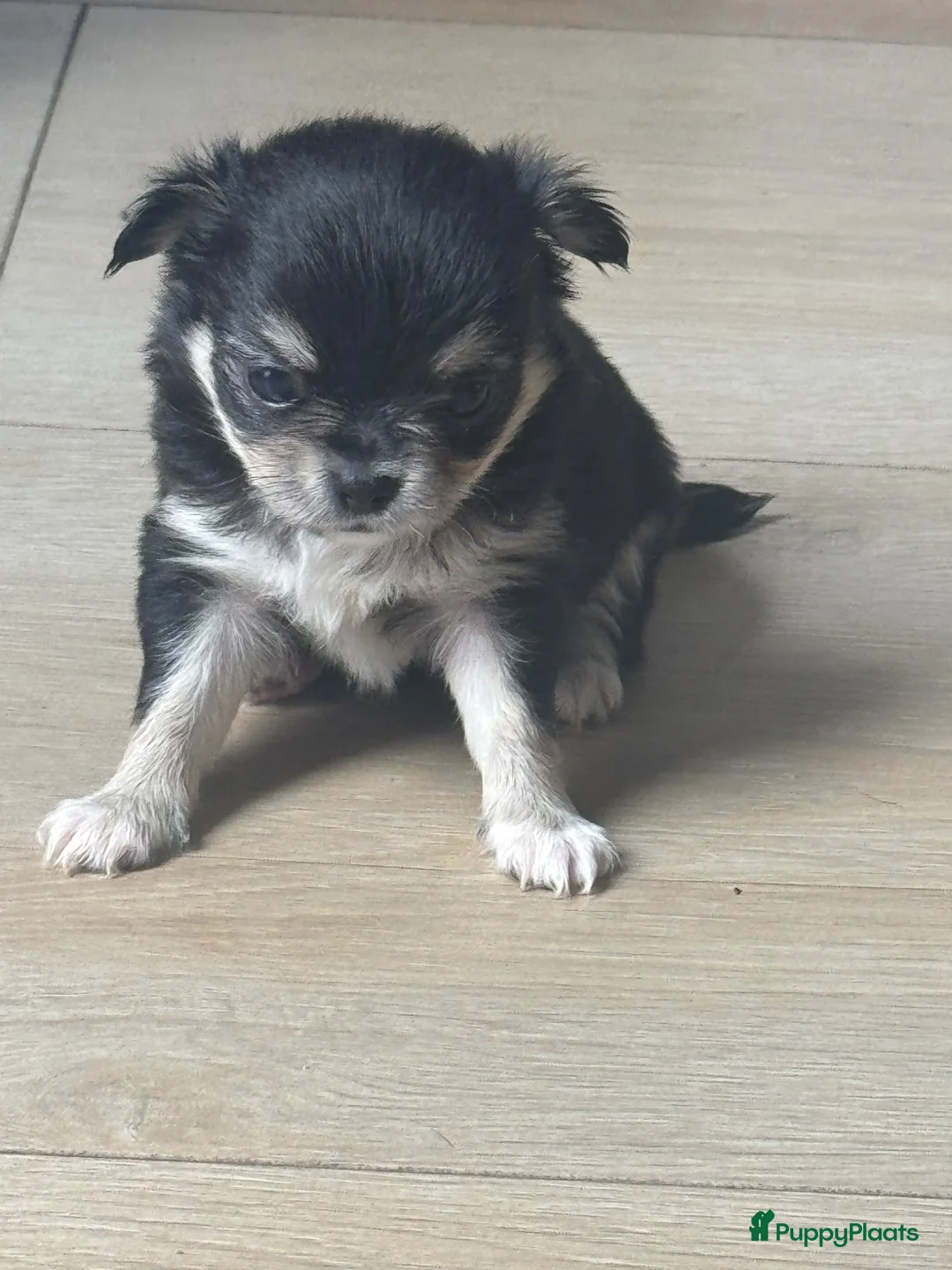 Chihuahua honden te koop: Lieve Chihuahua pups te koop - Advertentie 8
