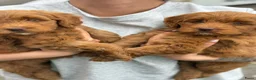 Labradoodle honden te koop: Kleine medium exclusieve blue eyes (F4 teefjes) - Advertentie 7