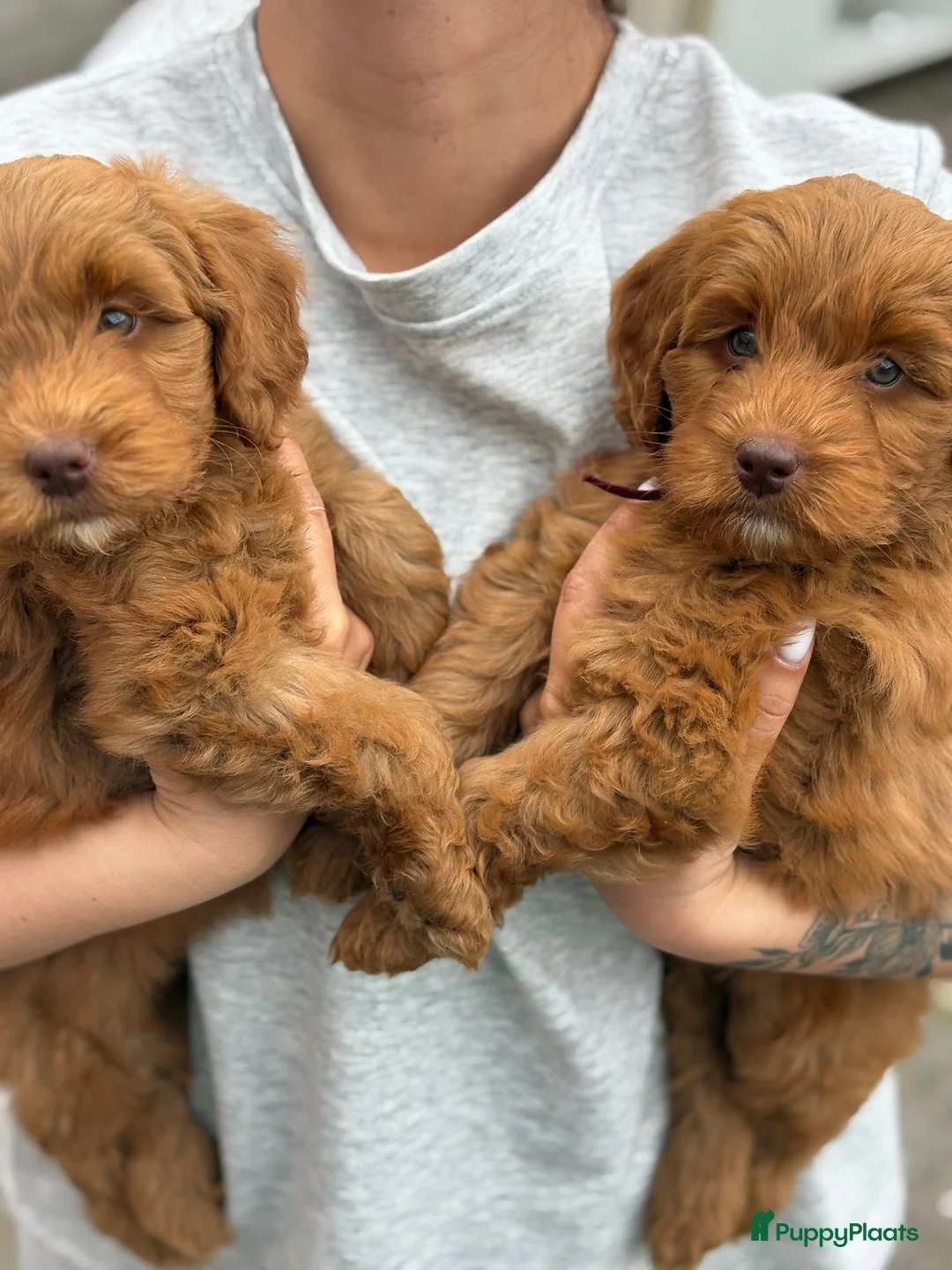Labradoodle honden te koop: 3maanden labradoodle pups (F4 teefjes) - Advertentie 1
