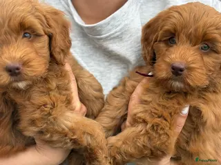 Labradoodle honden 3maanden labradoodle pups (F4 teefjes) - Advertentie 5