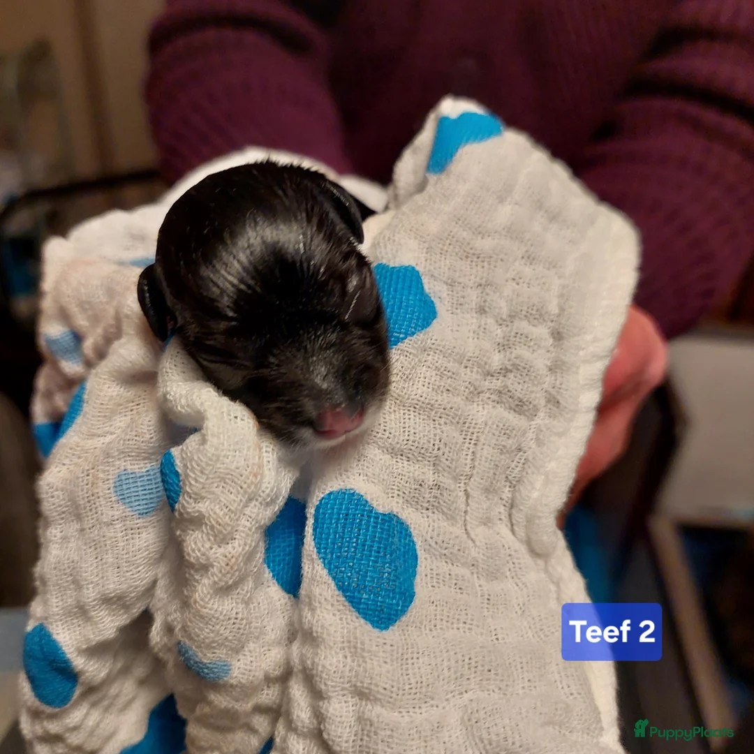 Havanezer honden te koop: Havanezer pups met FCI stamboom - Advertentie 6